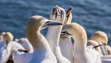 kaiyun中国官方网站-锋线跑位是否比脚下技术更影响破门转化率，锋线技巧