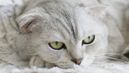 开云网站-马赛客场逆转里尔，豪取三分稳定积分榜排名，法甲马赛对里尔