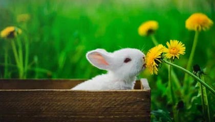 开云网站-马赛客场逆转里尔，豪取三分稳定积分榜排名，法甲马赛对里尔