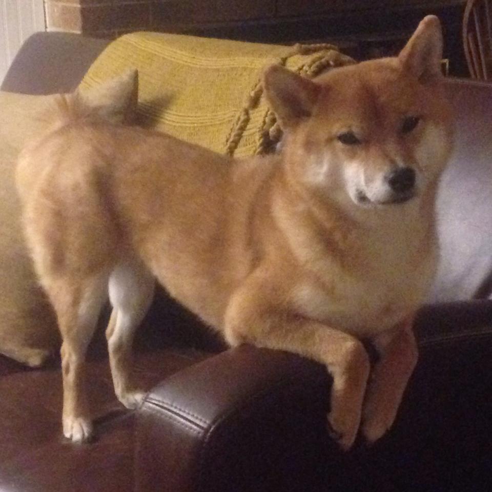 kaiyun官方入口登录-中国足球青训基地进行智能设备升级，助力高效训练，中国足球青训基地有哪些