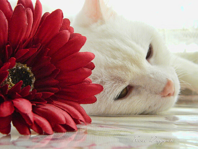 柏林联盟VS霍芬海姆激战正酣,柏林赫塔vs霍芬海姆比分