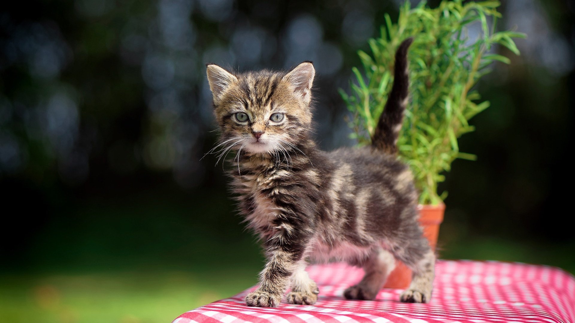 未来足球“超级巨星”的梦想拼搏在欧冠,未来足球十大潜力球星