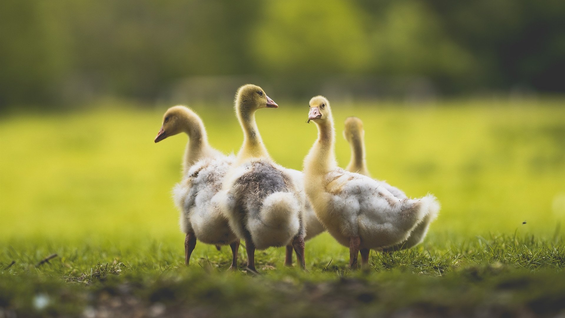 芝加哥小熊队在赛季末取得连胜,芝加哥小熊队比赛