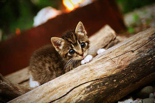 英超亮点，教练点评战术调整，英超的“dna”主教练