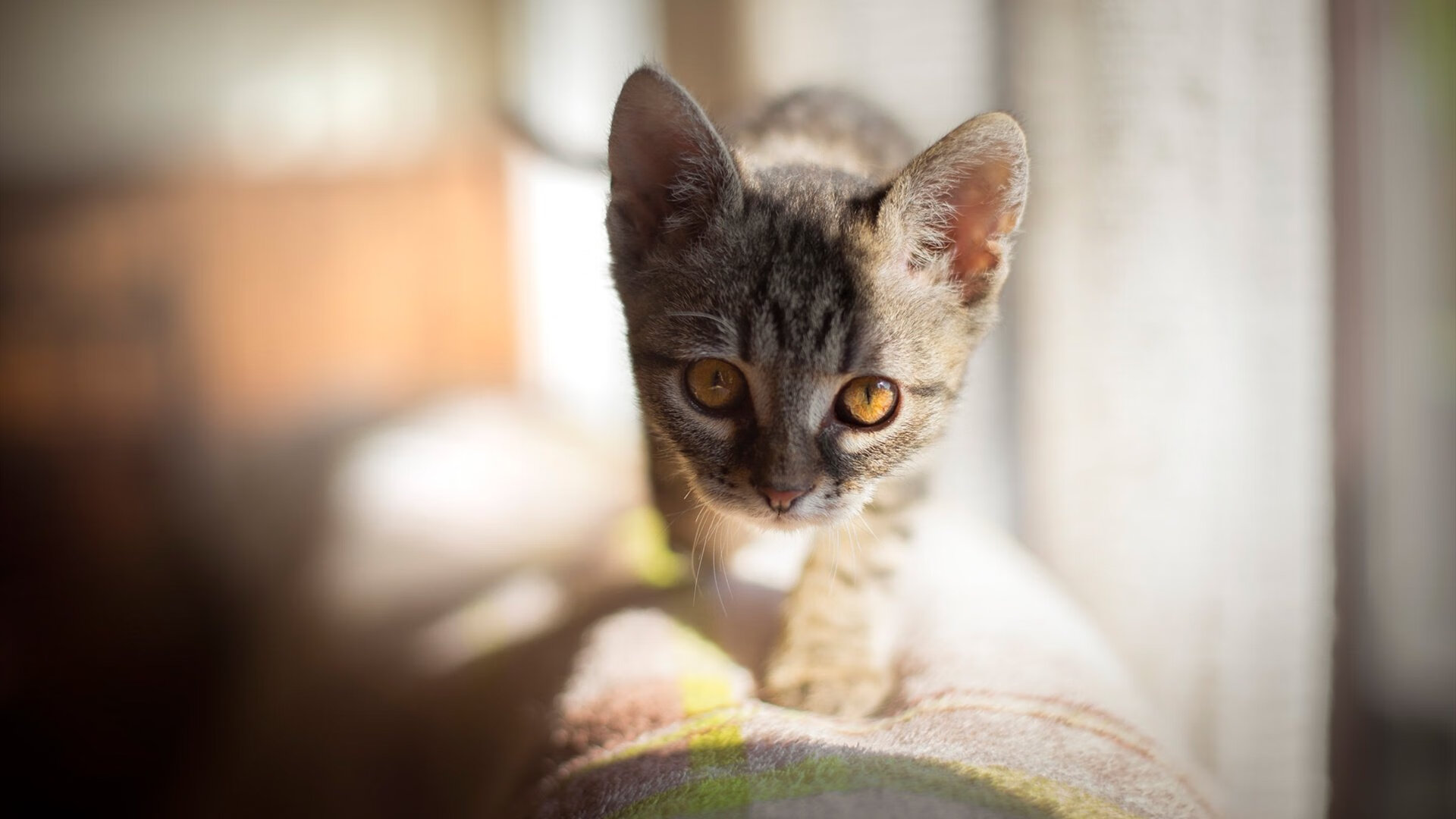 Kaiyun(中国)开云-英格兰队在2024年欧洲杯决赛中2-1不敌西班牙，连续两届获得亚军，英格兰进欧洲杯决赛上半场