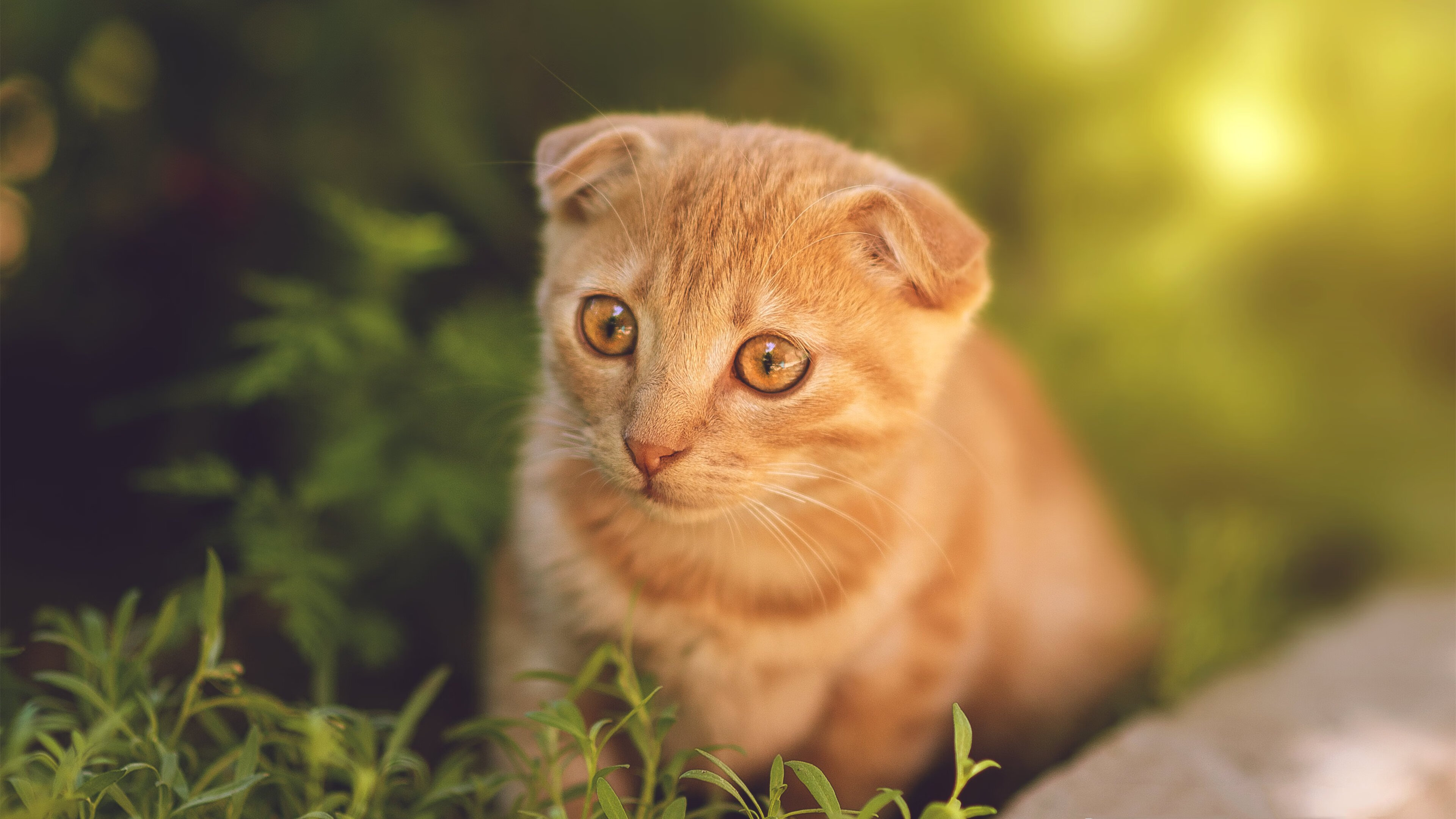 开云体育APP下载-美国反曲弓女队在巴黎世锦赛中获得银牌，反曲弓世界冠军