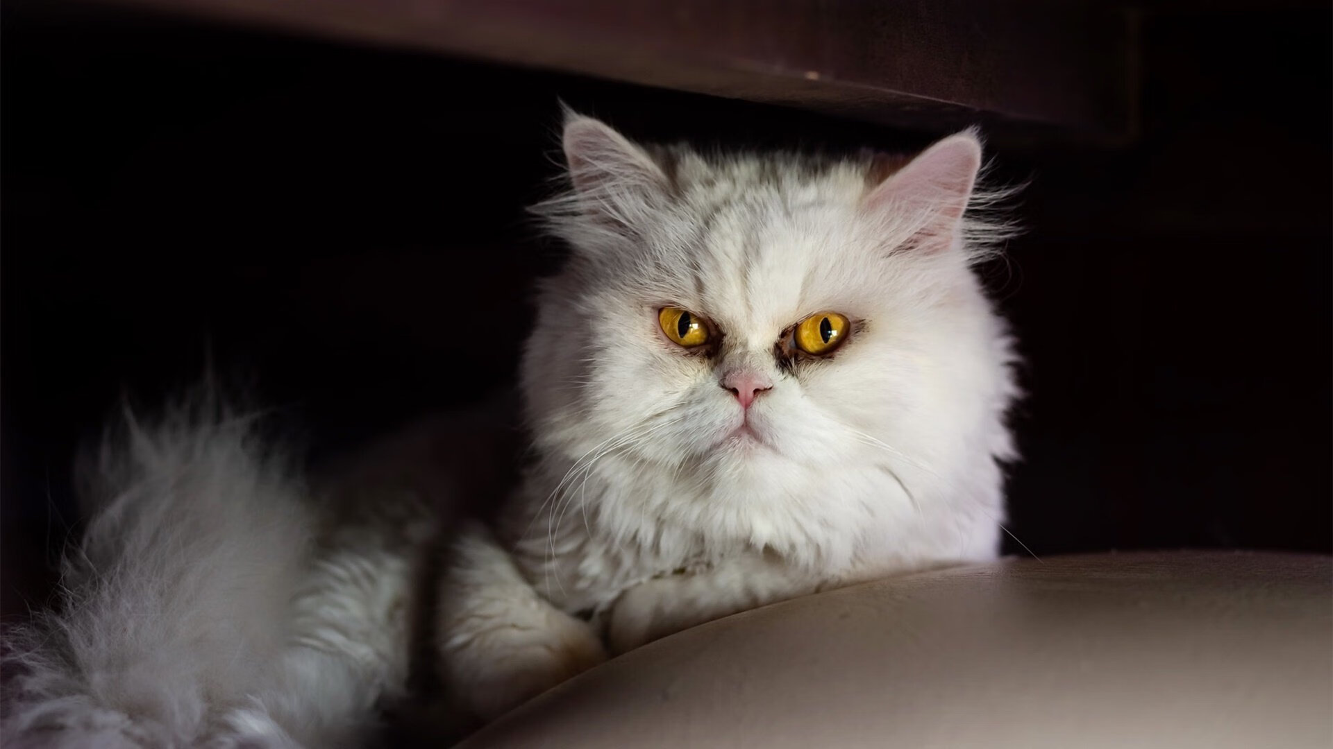 足球少年超级联赛,未来之星的舞台,中国足球少年未来之星