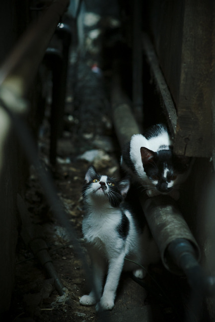 kaiyun官方网站-阿马杜·奥纳纳以5000万英镑转会至阿斯顿维拉。，奥马尔·阿卜杜拉赫曼