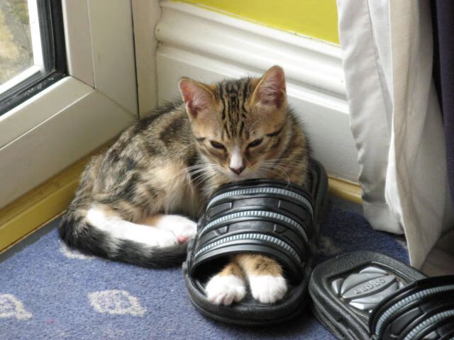 开云·体育官网-骑士与主场周边商户合作推出“城市篮球嘉年华”，骑士主场球馆