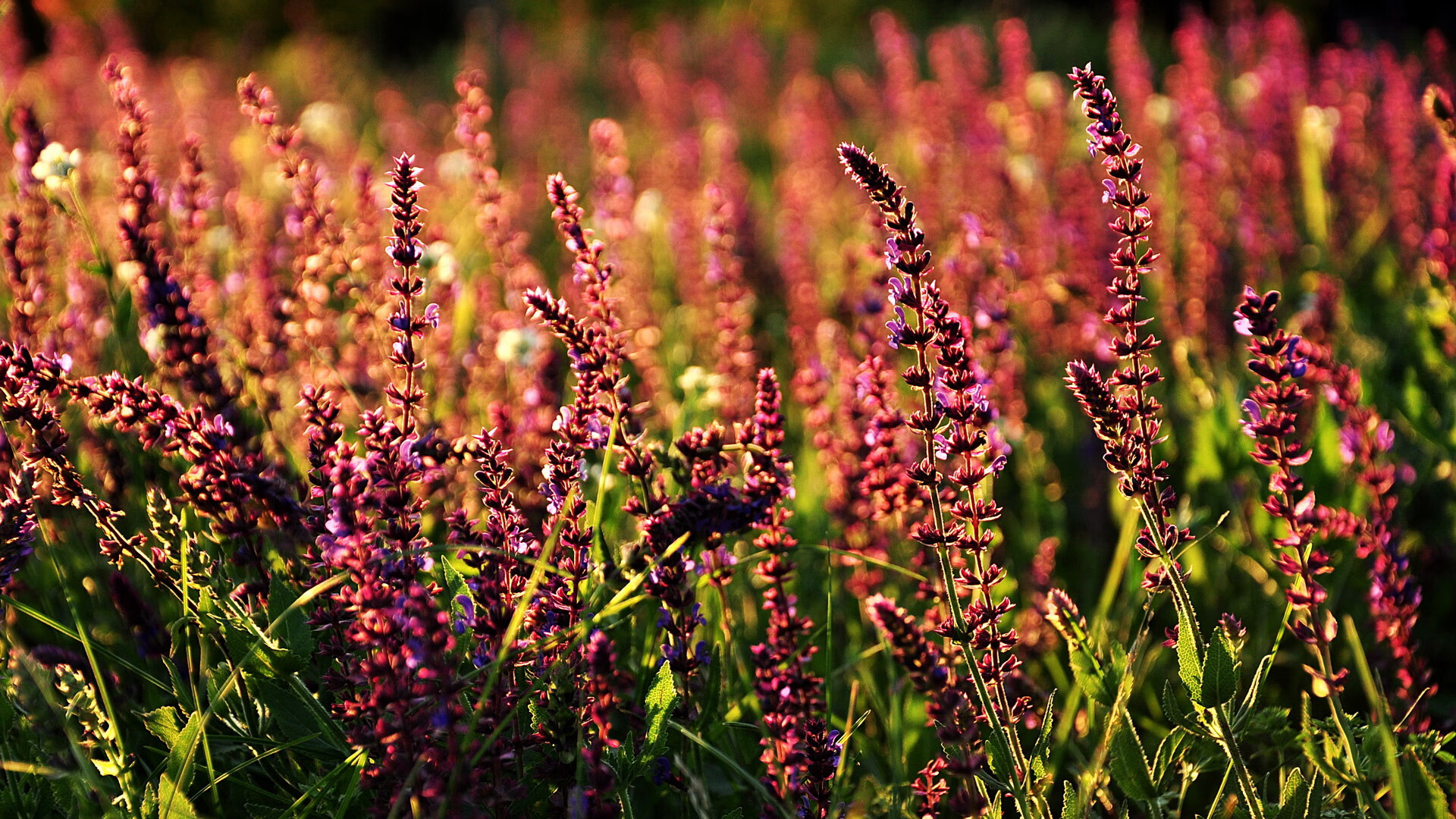 青训系统标准逐步完善,建设高水平足球人才培养基地成为行业重点