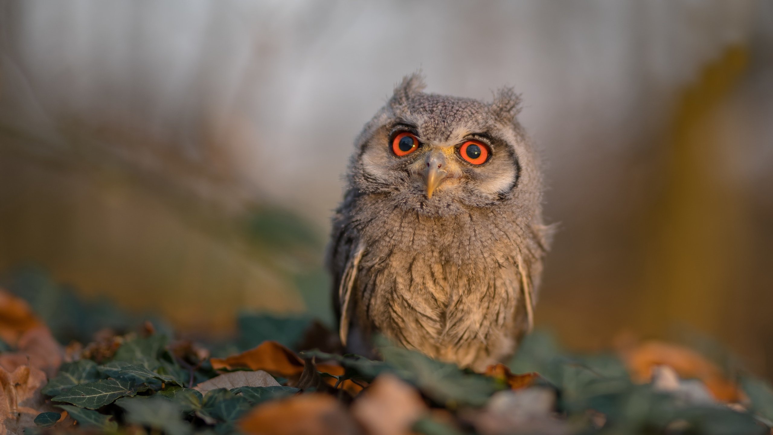 上海上港坐镇主场迎战廊坊泰山,谁将成为比赛的胜利者?,上海上港主场赛程