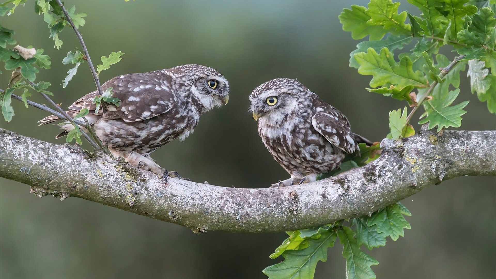 克罗地亚队在巴黎奥运会手球比赛中以26_33输给西班牙队,克罗地亚奥运冠军