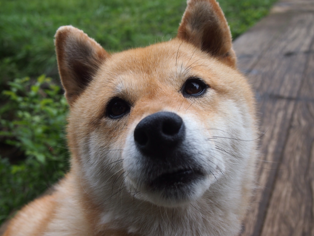 佩德里续约巴塞罗那至2029年,佩德里 巴塞罗那