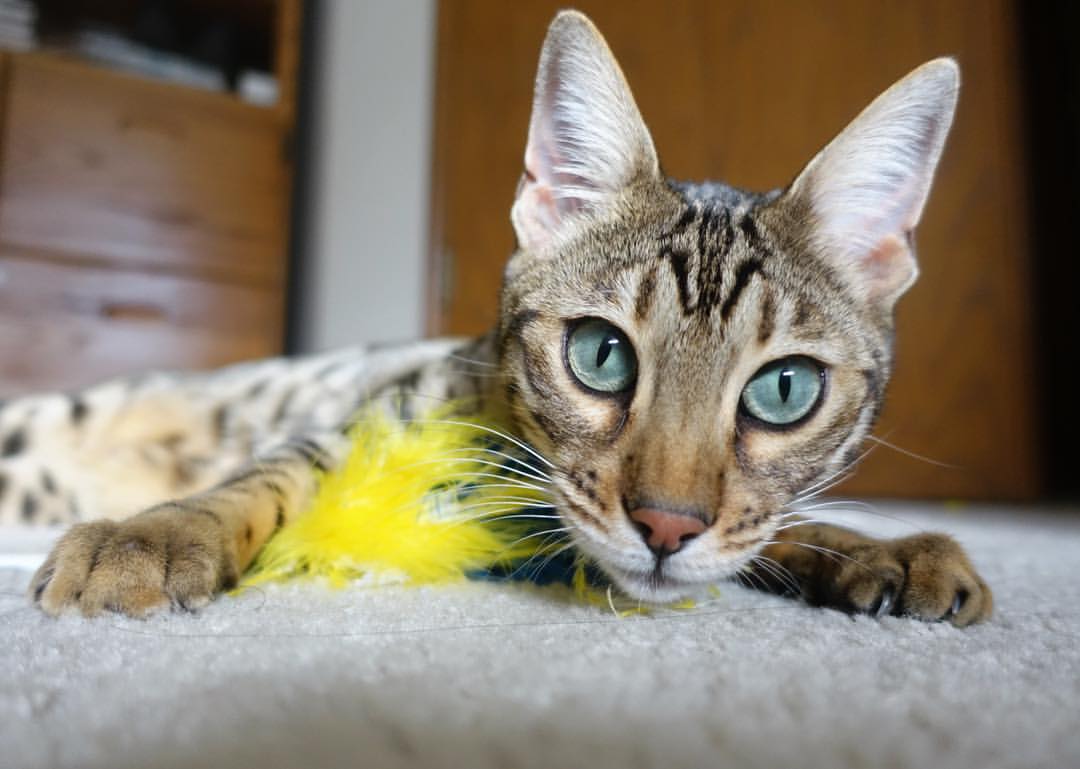 俄罗斯运动员将参加杭州亚运会?中方回应,俄罗斯运动员入场