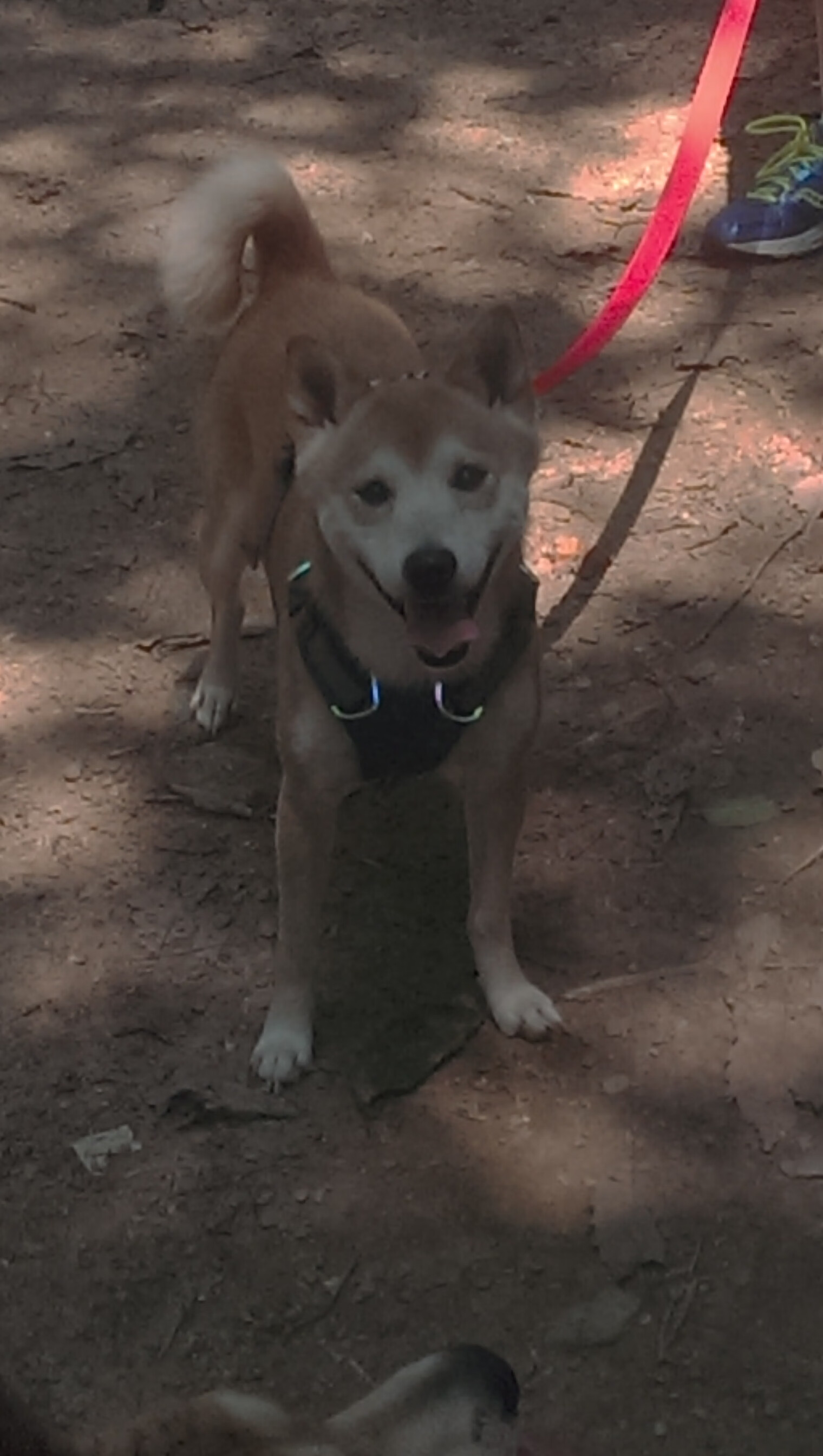 力争冠军!亚洲女足选手备战锦标赛,亚洲女足出线队
